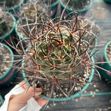 Echinocereus ferreirianus subs. lindsayi