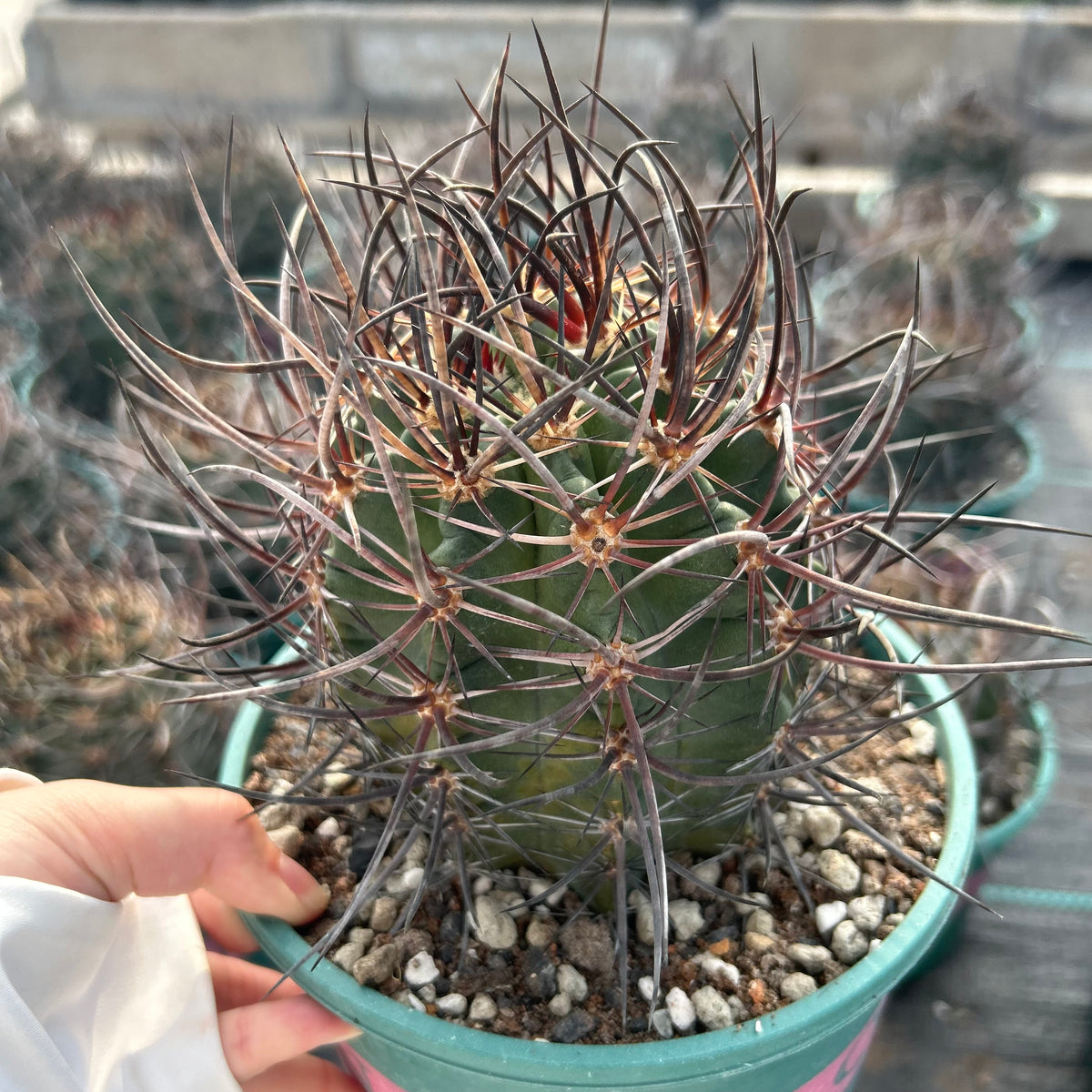 Echinocereus ferreirianus subs. lindsayi