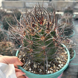 Echinocereus ferreirianus subs. lindsayi