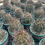 Echinocereus ferreirianus subs. lindsayi