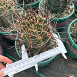 Echinocereus ferreirianus subs. lindsayi