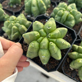 Astrophytum myriostigma cv. Kikko nudum