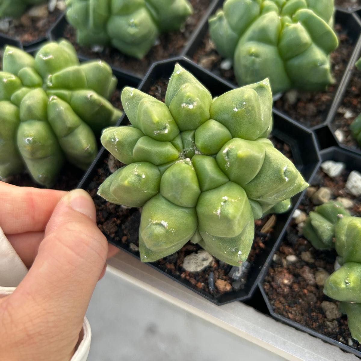 Astrophytum myriostigma cv. Kikko nudum