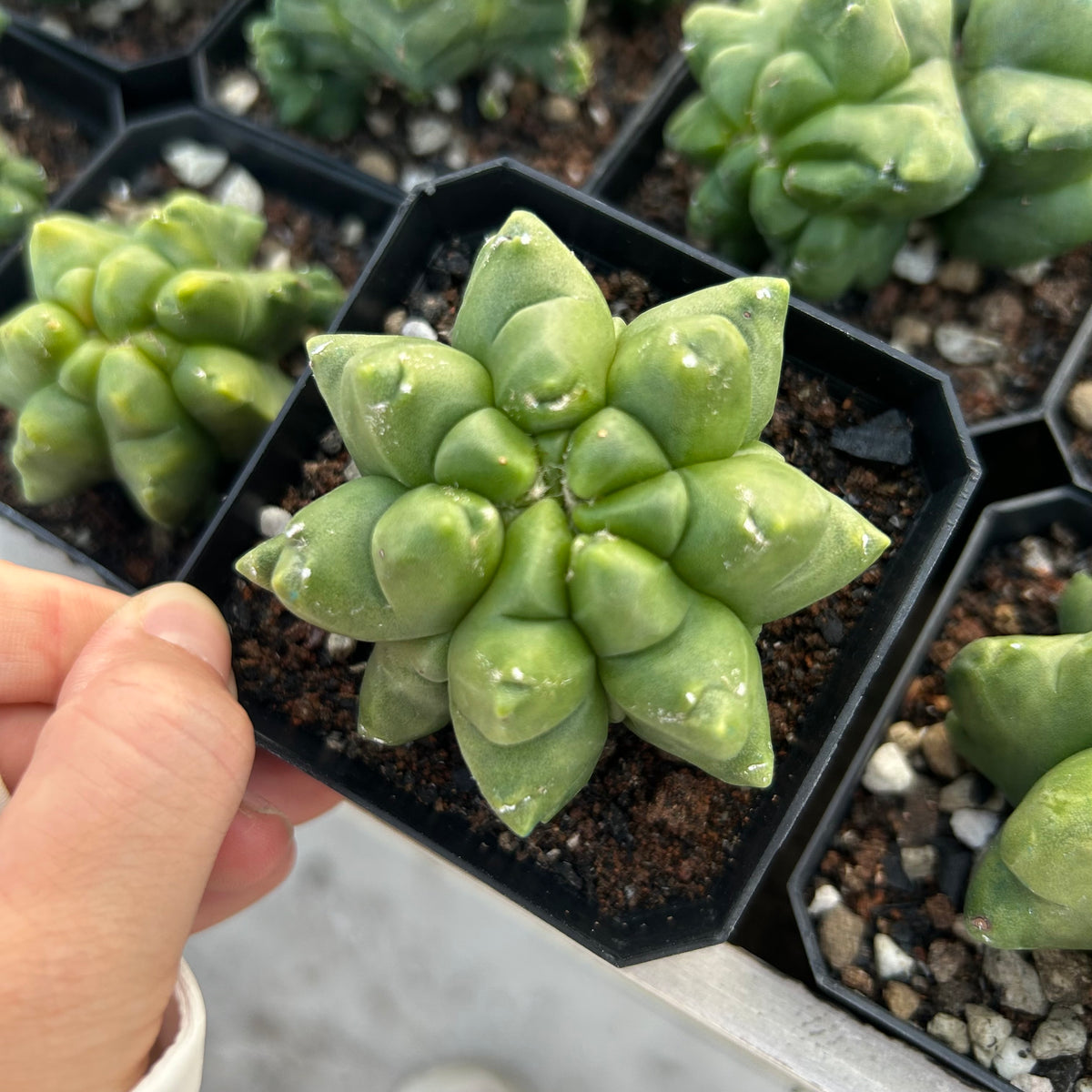 Astrophytum myriostigma cv. Kikko nudum