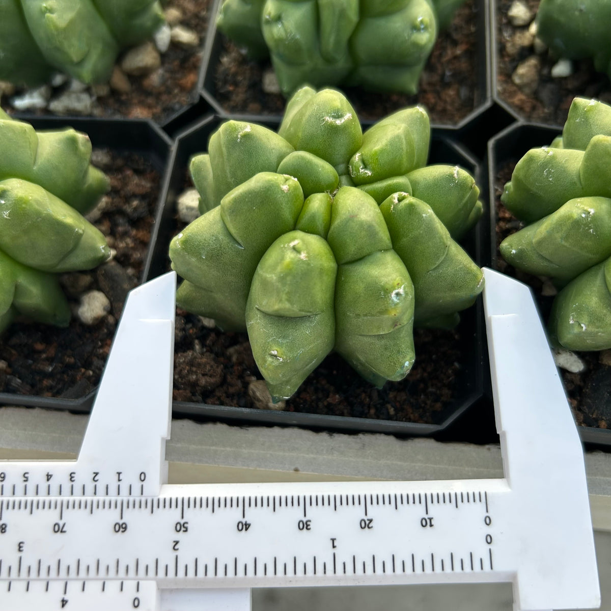 Astrophytum myriostigma cv. Kikko nudum