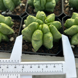 Astrophytum myriostigma cv. Kikko nudum