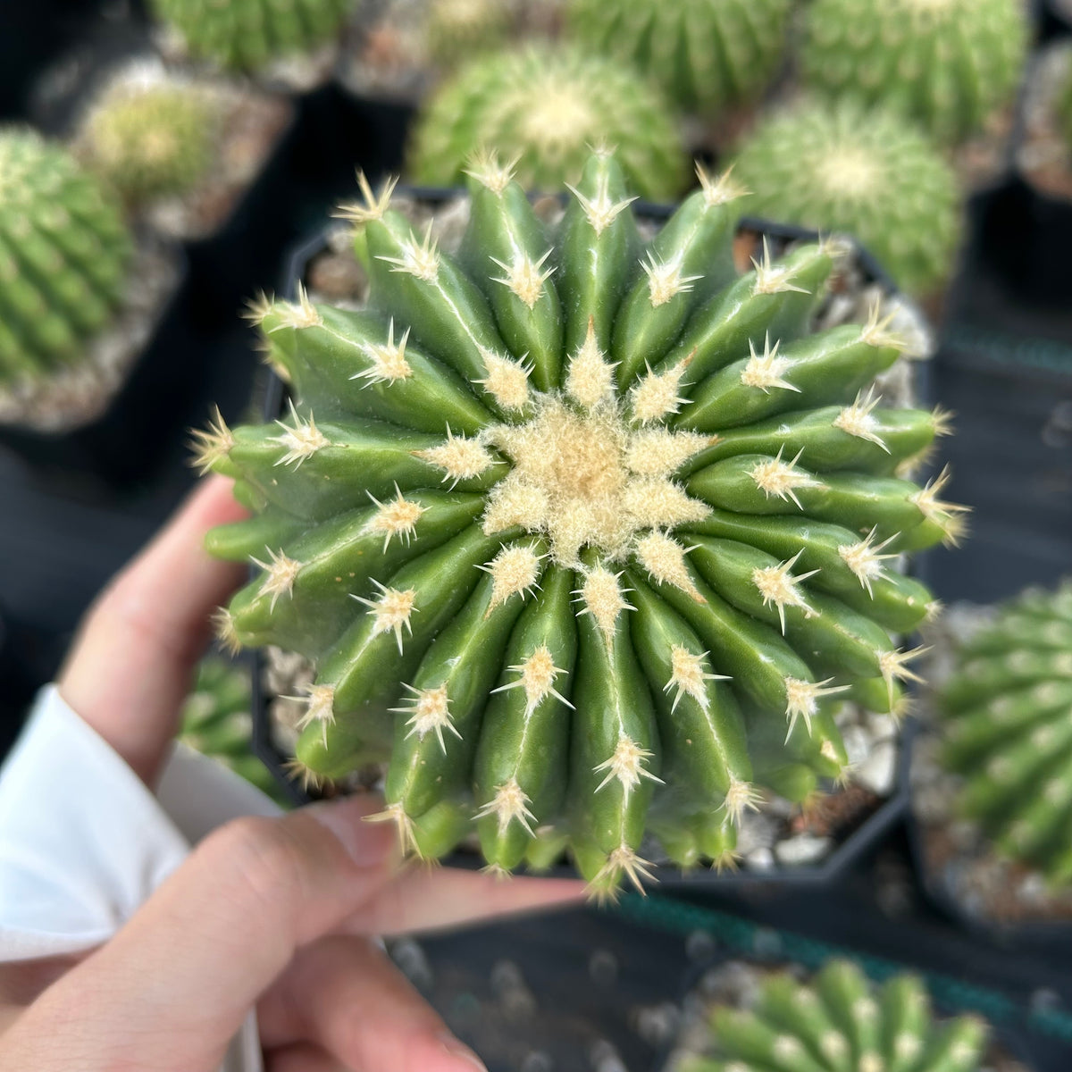 Echinocactus grusonii 'Brevispinus'