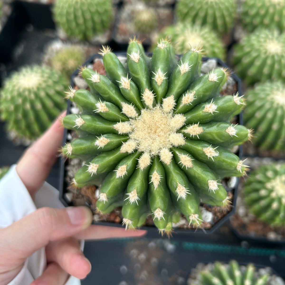 Echinocactus grusonii 'Brevispinus'