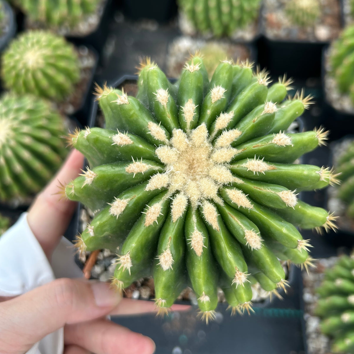 Echinocactus grusonii 'Brevispinus'