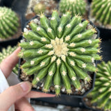 Echinocactus grusonii 'Brevispinus'