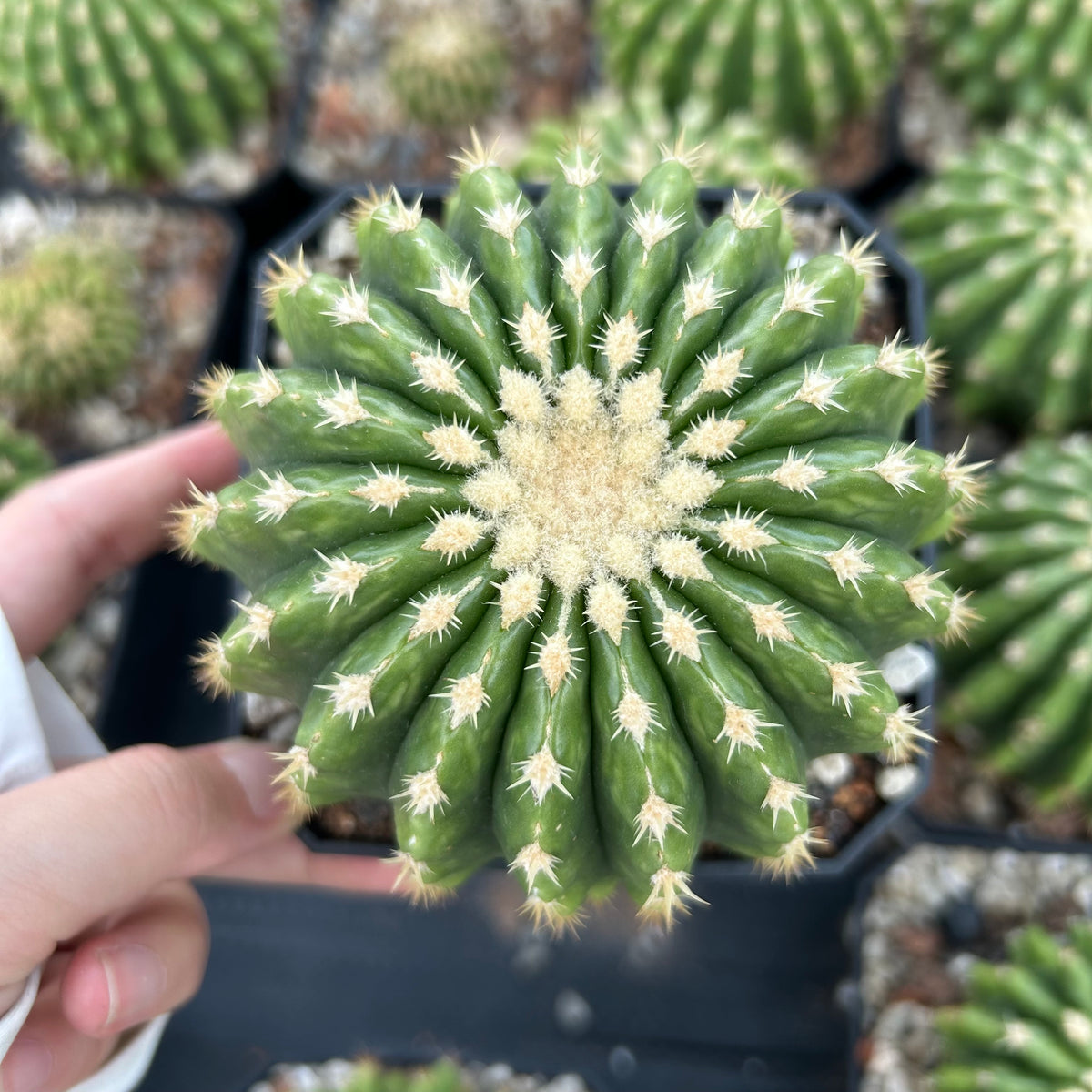 Echinocactus grusonii 'Brevispinus'