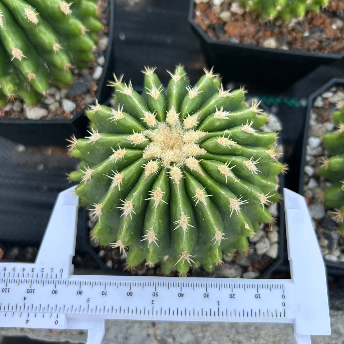 Echinocactus grusonii 'Brevispinus'