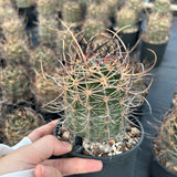 Echinocereus ferreirianus subs. lindsayi