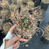 Echinocereus ferreirianus subs. lindsayi