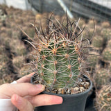 Echinocereus ferreirianus subs. lindsayi