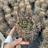 Echinocereus ferreirianus subs. lindsayi