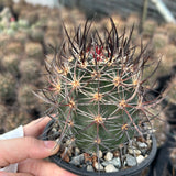 Echinocereus ferreirianus subs. lindsayi