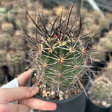 Echinocereus ferreirianus subs. lindsayi