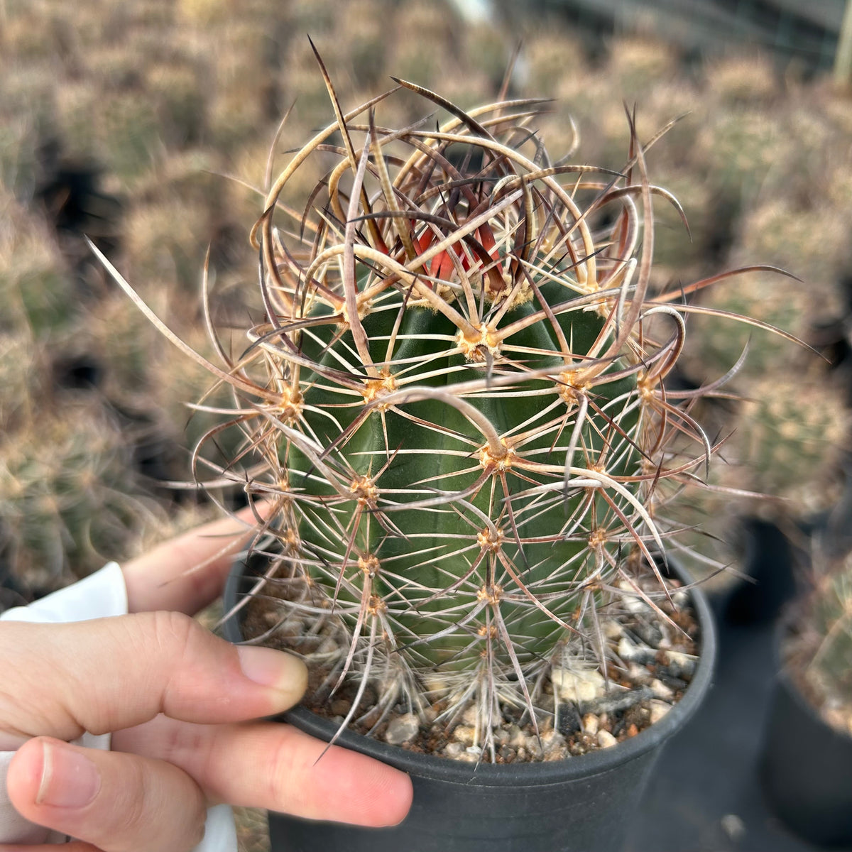 Echinocereus ferreirianus subs. lindsayi