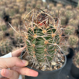 Echinocereus ferreirianus subs. lindsayi