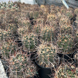 Echinocereus ferreirianus subs. lindsayi