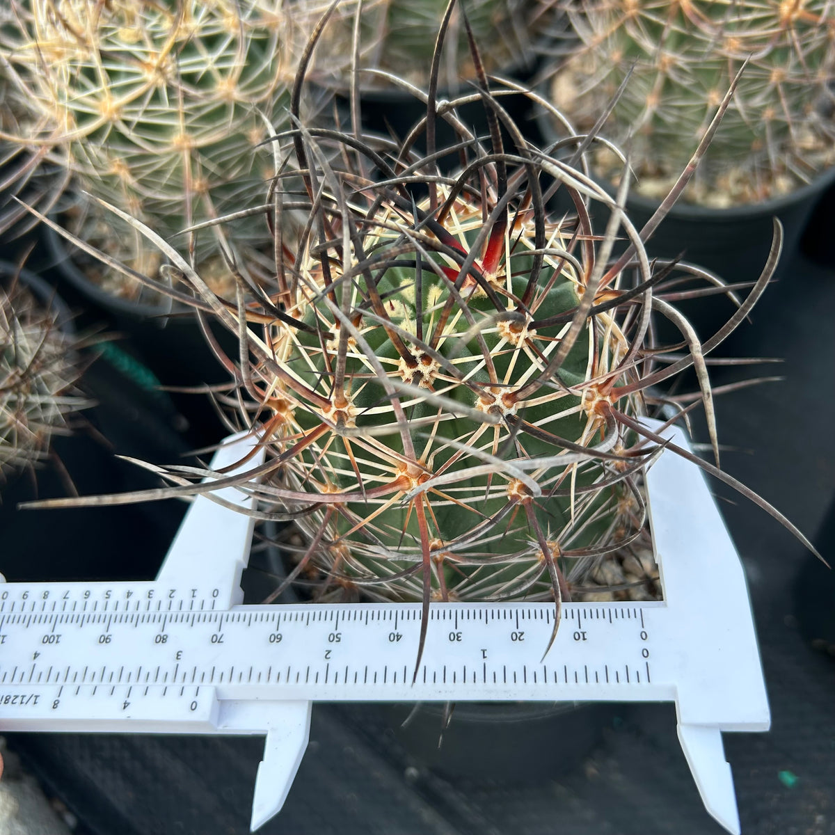 Echinocereus ferreirianus subs. lindsayi