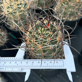 Echinocereus ferreirianus subs. lindsayi