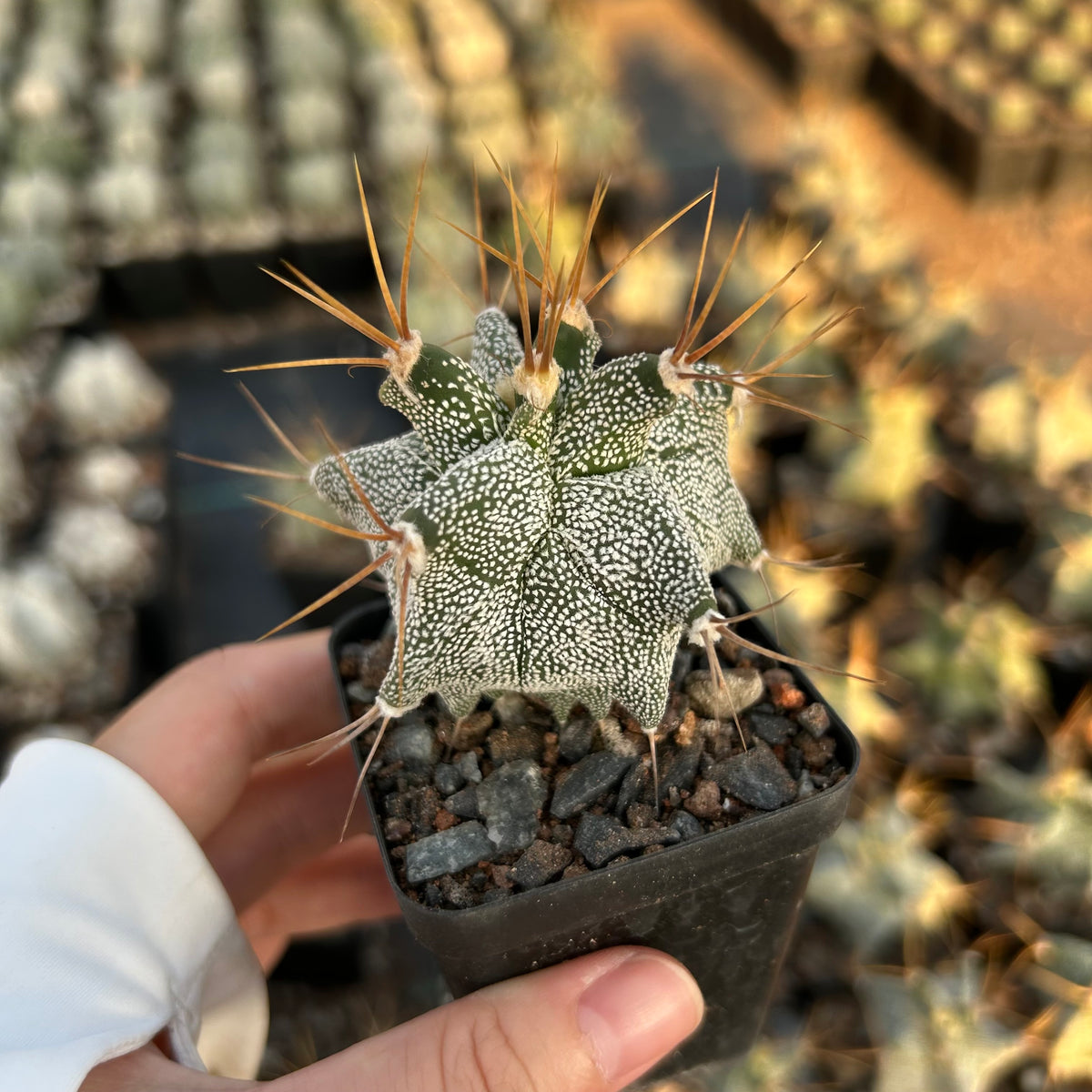 Astrophytum ornatum cv. Kikko