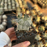 Astrophytum ornatum cv. Kikko