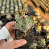 Astrophytum ornatum cv. Kikko