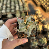 Astrophytum ornatum cv. Kikko