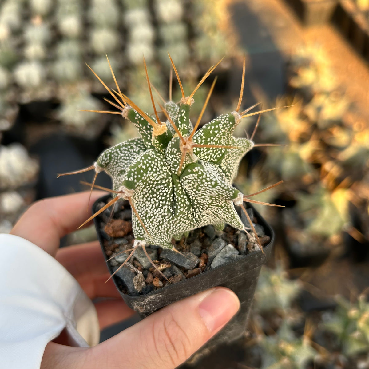 Astrophytum ornatum cv. Kikko