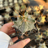 Astrophytum ornatum cv. Kikko