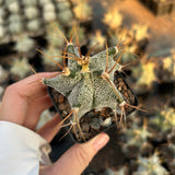 Astrophytum ornatum cv. Kikko