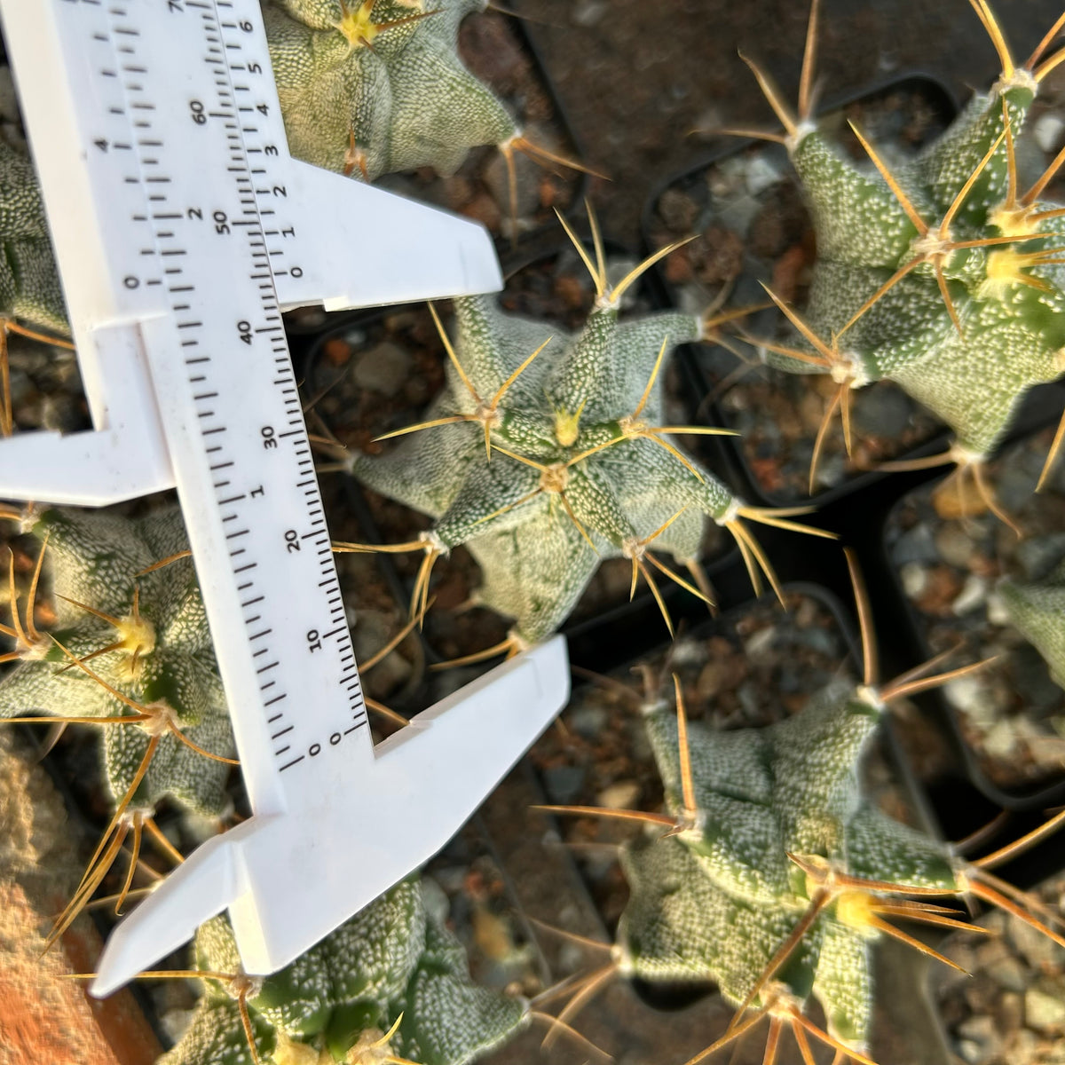 Astrophytum ornatum cv. Kikko