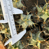 Astrophytum ornatum cv. Kikko
