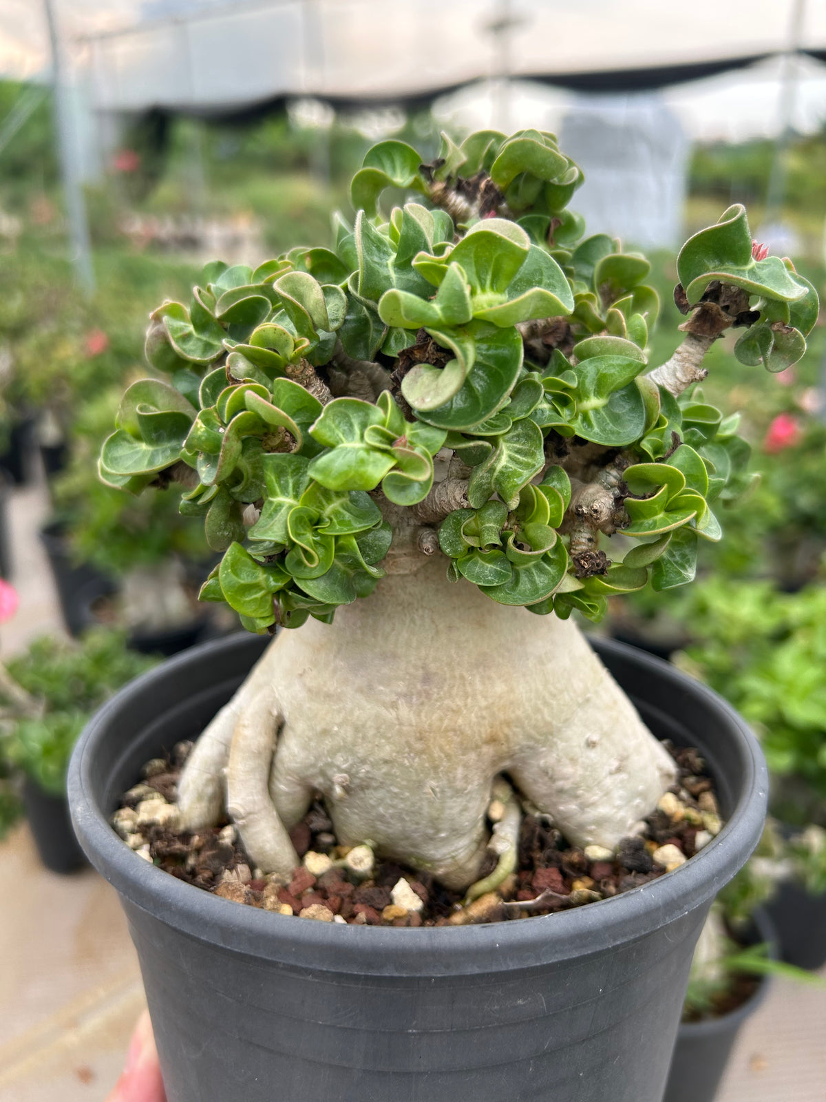 Adenium 'Khao'