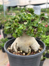 Adenium 'Khao'