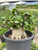 Adenium 'Khao'