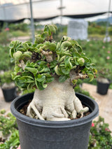 Adenium 'Khao'