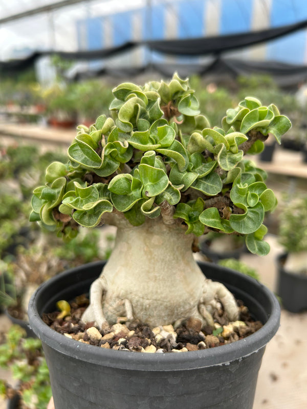 Adenium 'Khao'