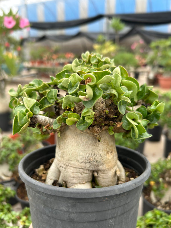 Adenium 'Khao'