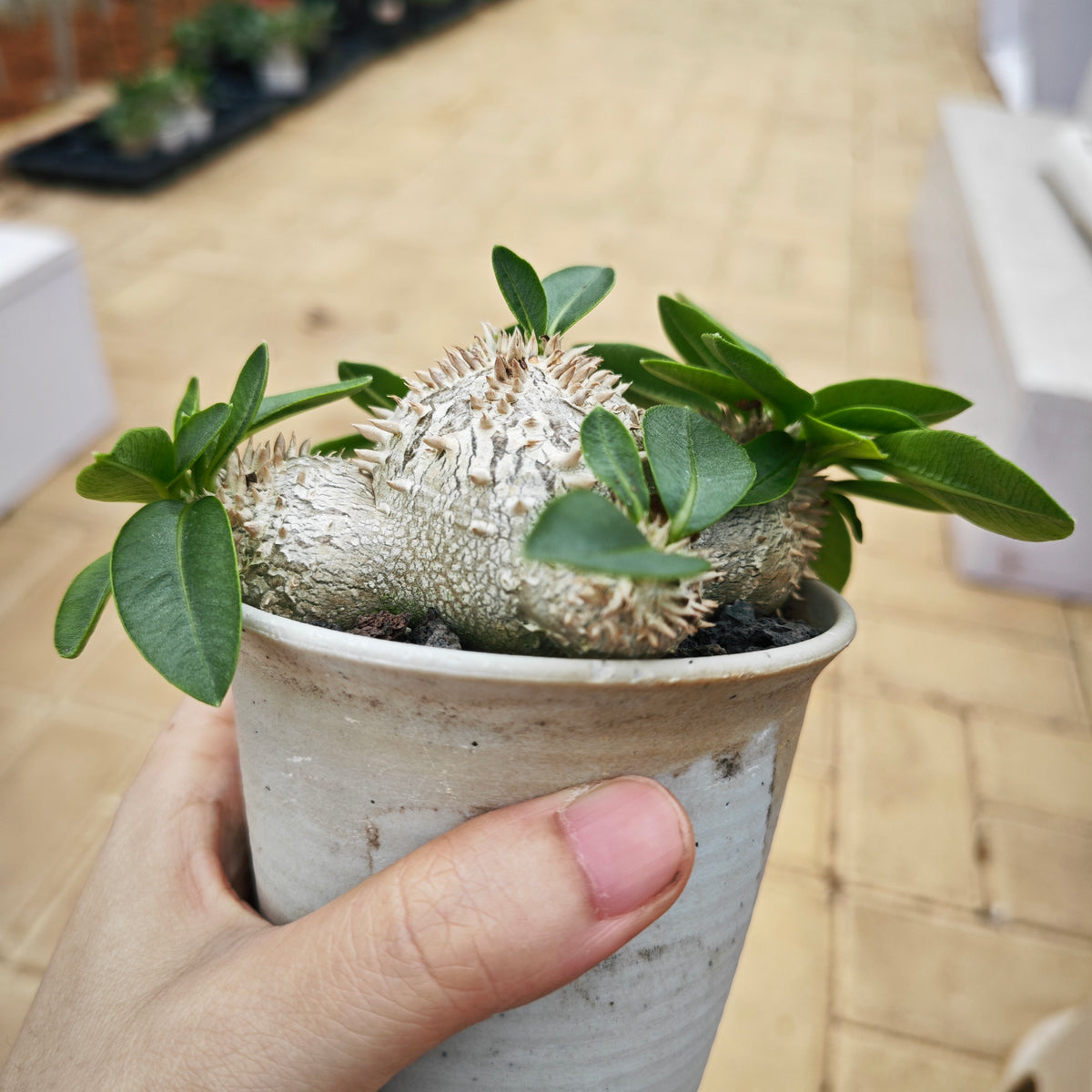 Pachypodium brevicaule