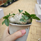 Pachypodium brevicaule