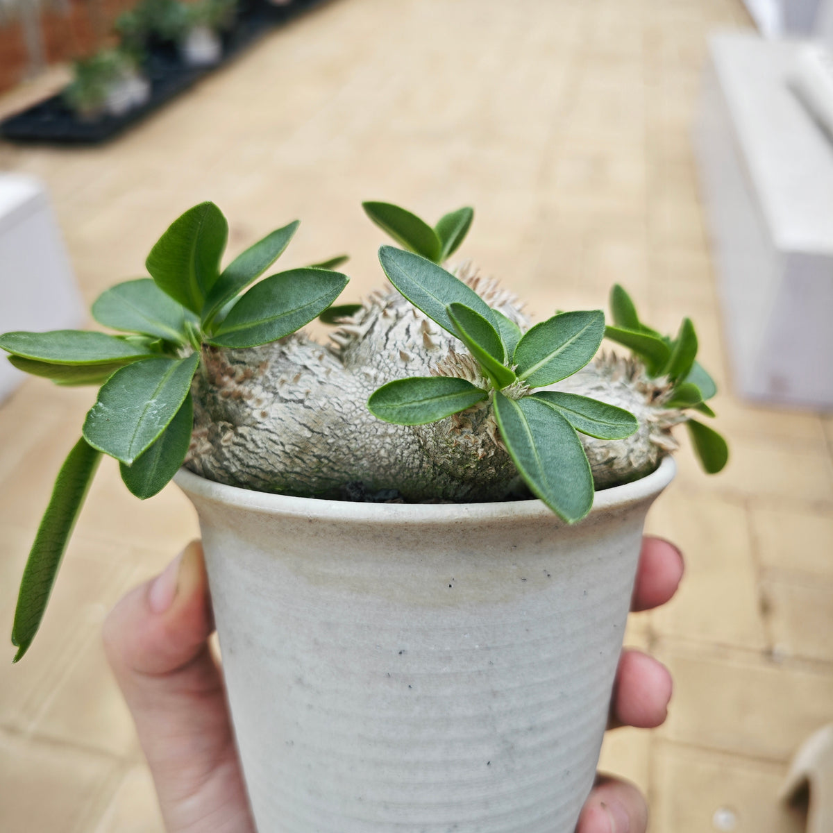 Pachypodium brevicaule