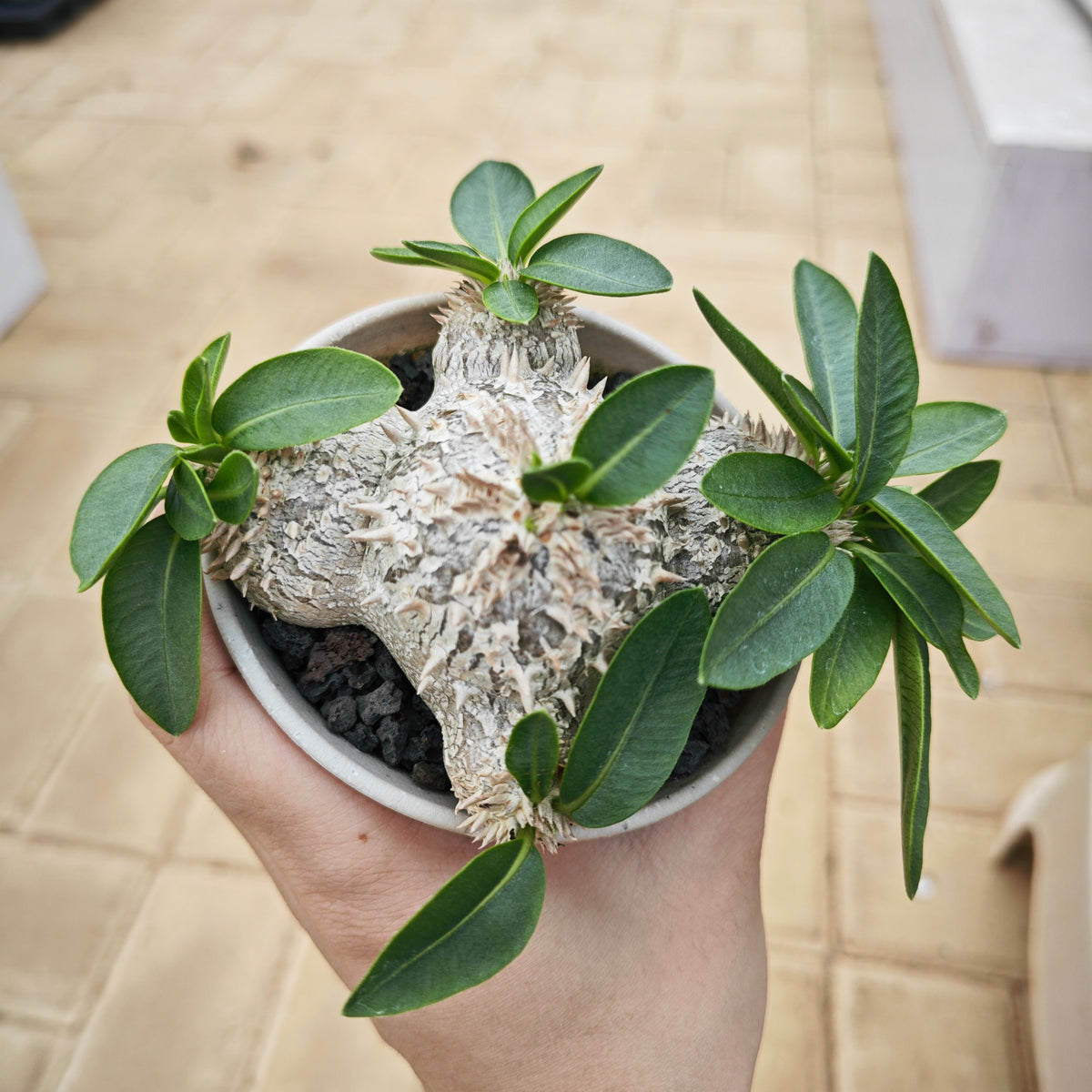 Pachypodium brevicaule
