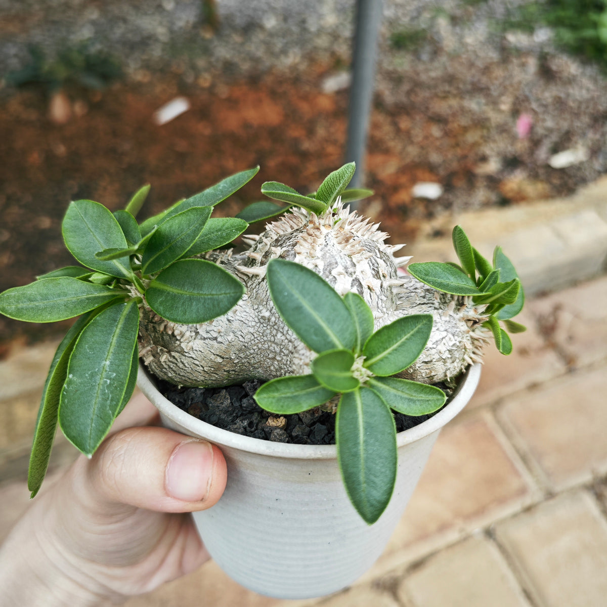 Pachypodium brevicaule