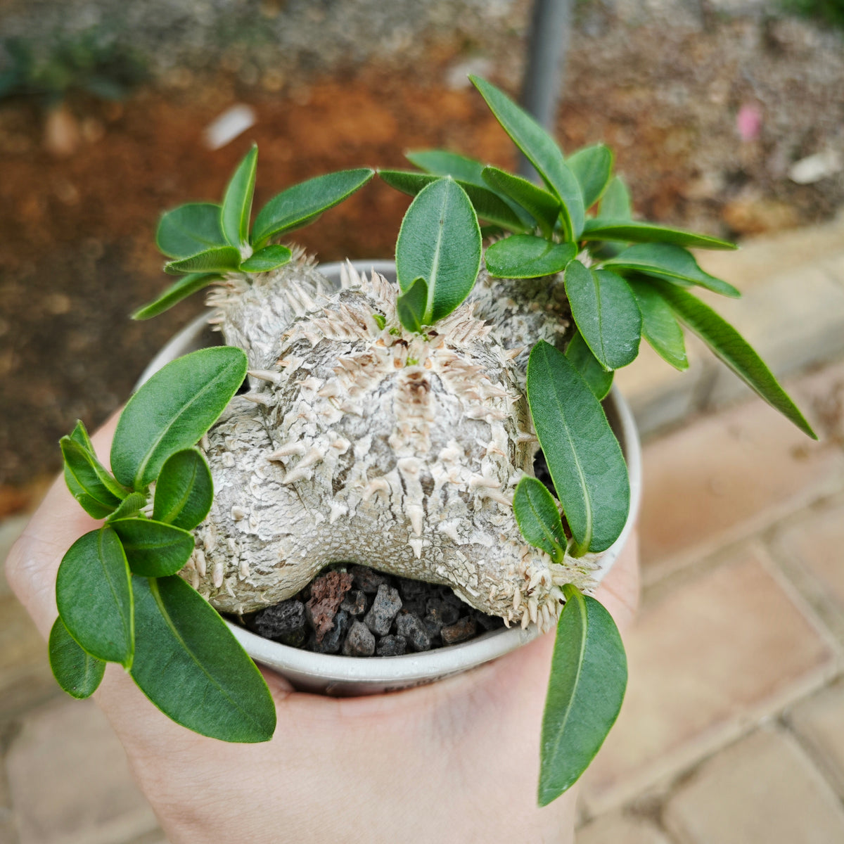 Pachypodium brevicaule