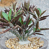 Euphorbia suzannae-marnierae Seeds — Euphorbia — 2026 seed listing — 1 Seed — image 2: plant specimen shown as a reference for this seed listing