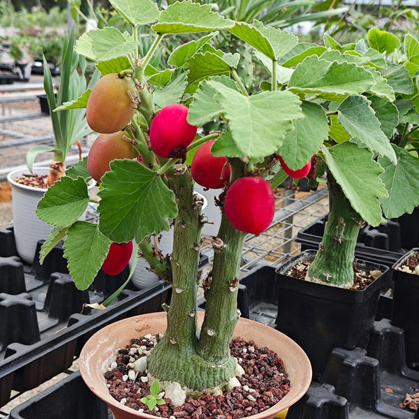 Adenia keramanthus-Adenia-W4-5cm-第1张